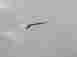 Tm461spul Pinnacle Trout Master Spinning Combo 46 042697985970