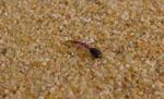 Tungsten Red Tube Midge Nymph Fly - 1 Doz Flies Mustad Signature Hooks. Fixed Price $11.99.