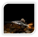 Redtail Catfish 1.5-2.0 Live South American Predator Freshwater Aquarium. Fixed Price $34.99.