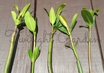 5 Mature Plant 4+ Leafs-red Mangrove-aquarium Saltwater Freshwater Tank. Fixed Price $26.99.