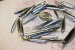 100-1 1/2"-1 1/8"-MIX-MINNOWS-CRAPPIE-PANFISH-KIT-JIGS-GRUBS-FLUKES-SPLIT Tails. Fixed Price $14.00.
