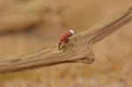 Tungsten Bh Red Zebra Midge Nymph Fly - 1 Doz Flies Mustad Signature Hooks. Fixed Price $10.99.
