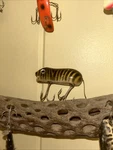 Vintage Shakespeare Genuine Swimming Mouse Fishing Lure. Fixed Price $27.00.
