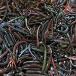 50 Pc Assortment Bass Fishing Worms Lures Soft Plastic Baits Assorted Styles. Fixed Price $10.00.