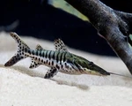 Tiger Shovelnose Catfish 3 4 Live Freshwater South American Predator. Fixed Price $34.99.