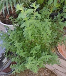 Organic Italian Propagule/rooted Cuttings Very Hardy Species Ready To Plant. Fixed Price $8.00.
